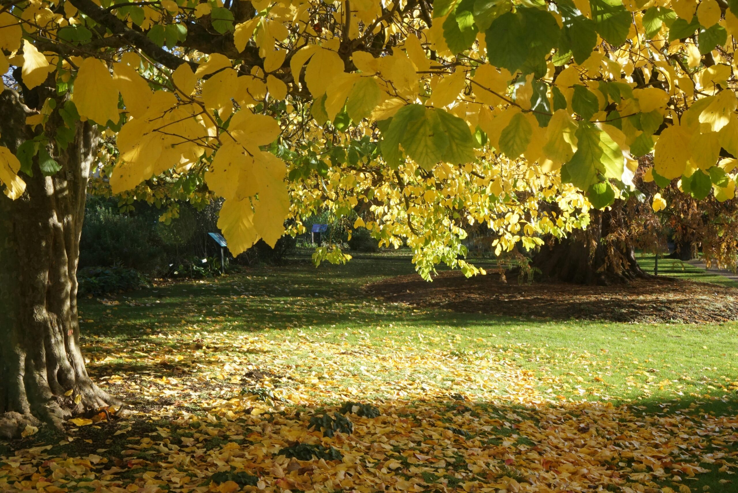 Prowadzenie ogrodów od A do Z – jak dbać o ogród przez cały rok?